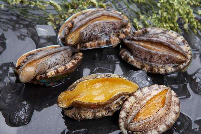 海洋美食之乡：中国福建专业鲍鱼生产商