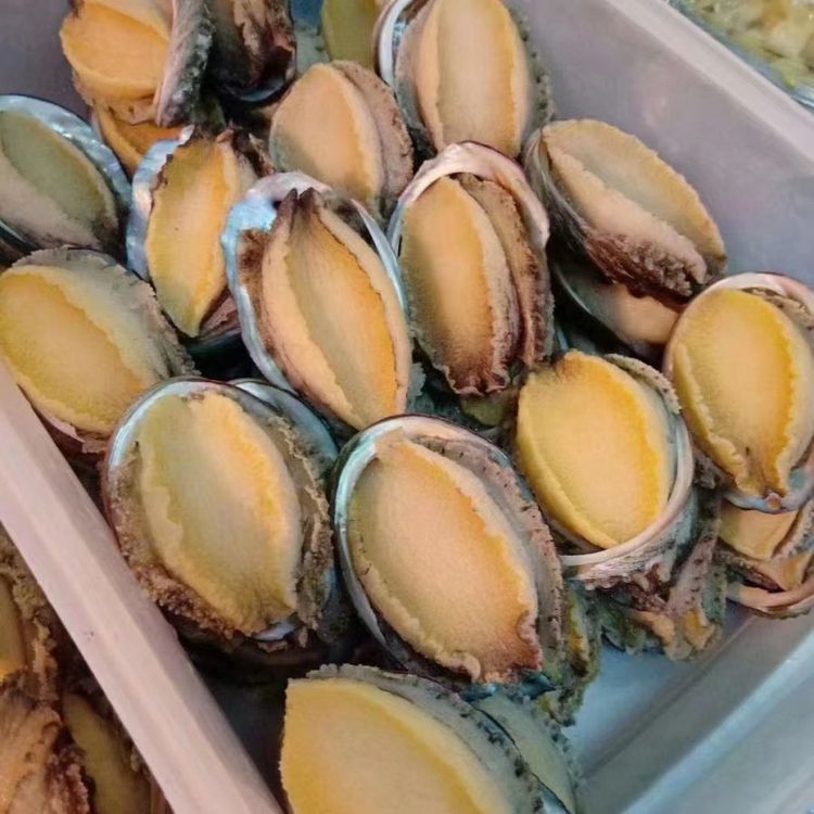 带壳、去内脏鲍鱼 |新鲜速冻鲍鱼肉